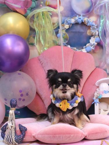 20240824プリンちゃん